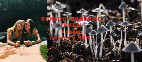 сатива Новодвинск